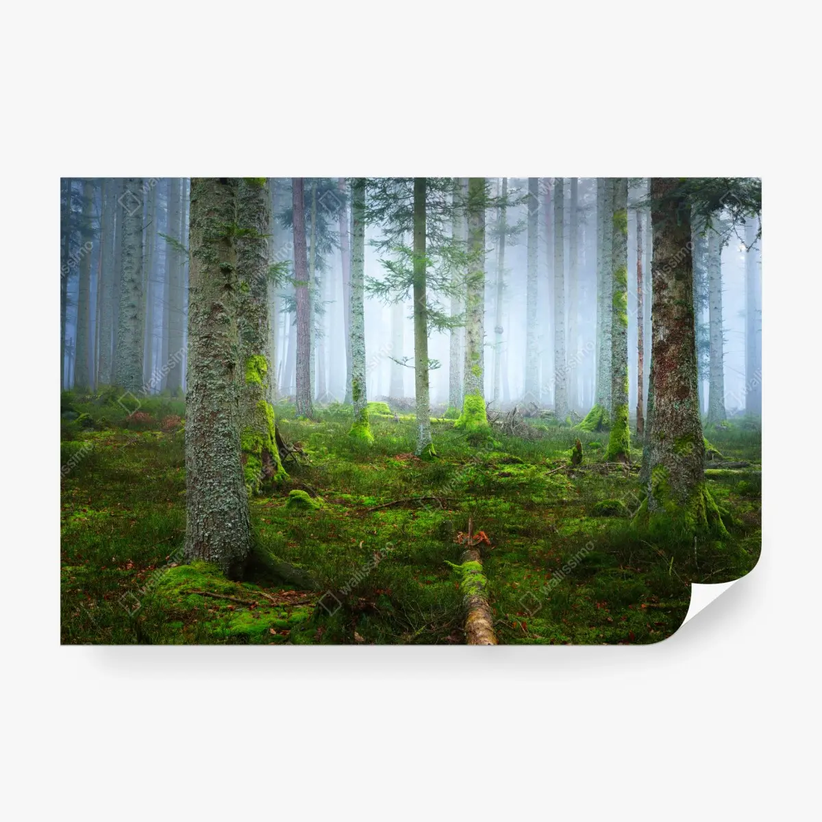 Fototapete nebliger kiefernwald aus dem Elsass – Pixers®