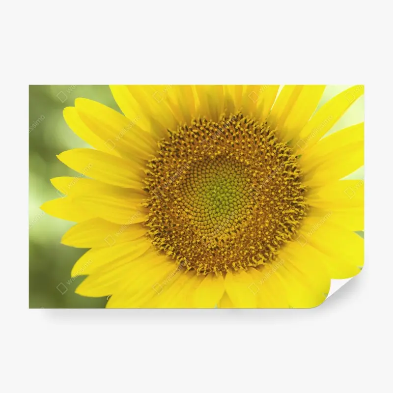 Fototapete leuchtende nahaufnahme sonnenblume