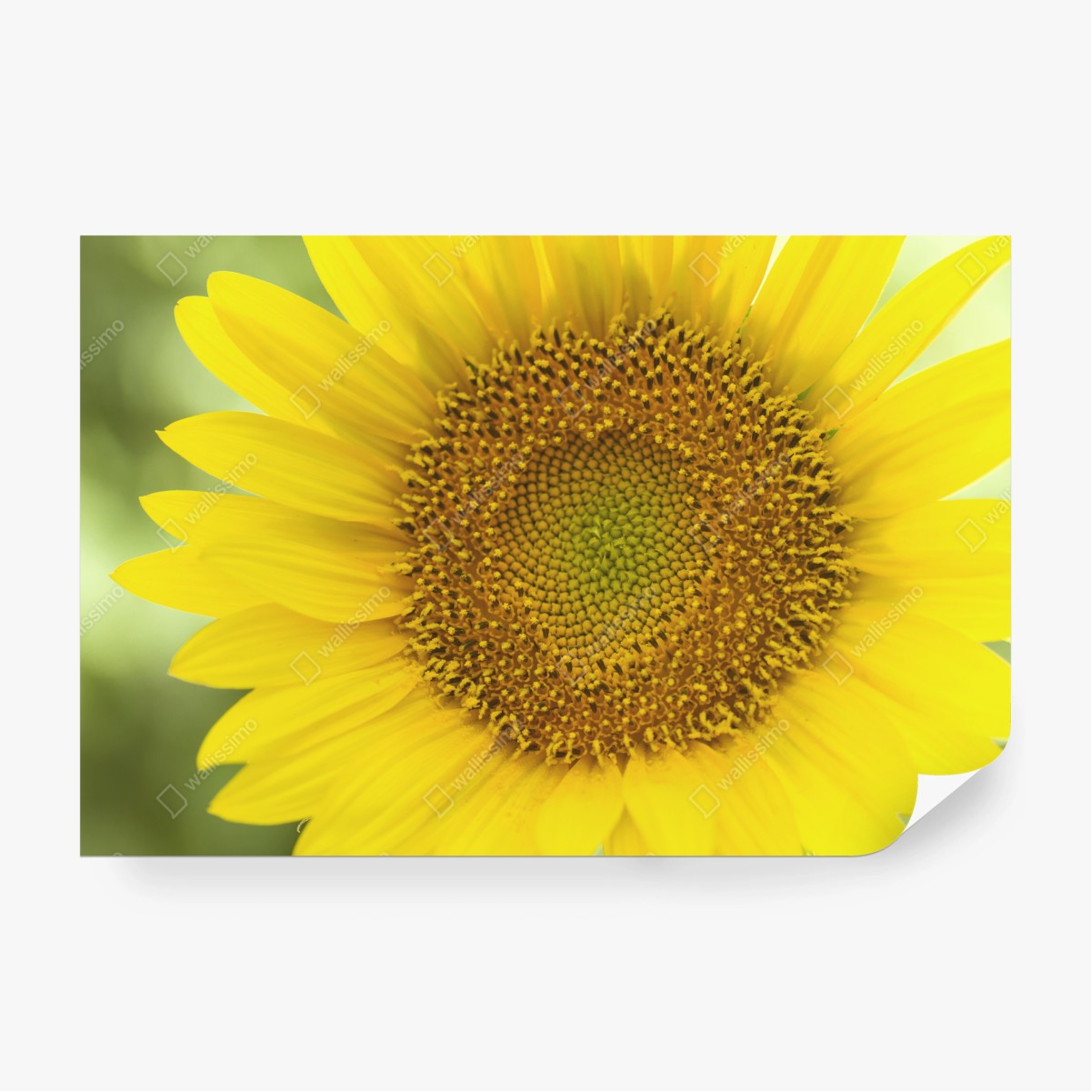 Fototapete leuchtende nahaufnahme sonnenblume – Pixers®