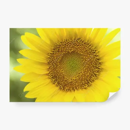Fototapete leuchtende nahaufnahme sonnenblume – Pixers®