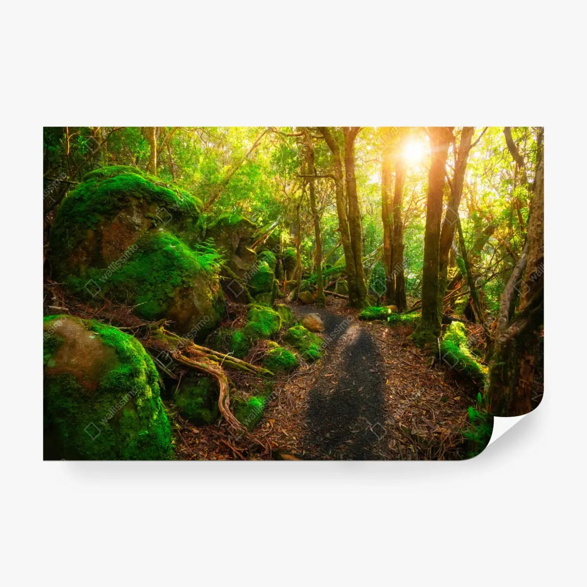 Fototapete sonniger pfad im regenwald der Tasman-Halbinsel, Tasmanien – Pixers®