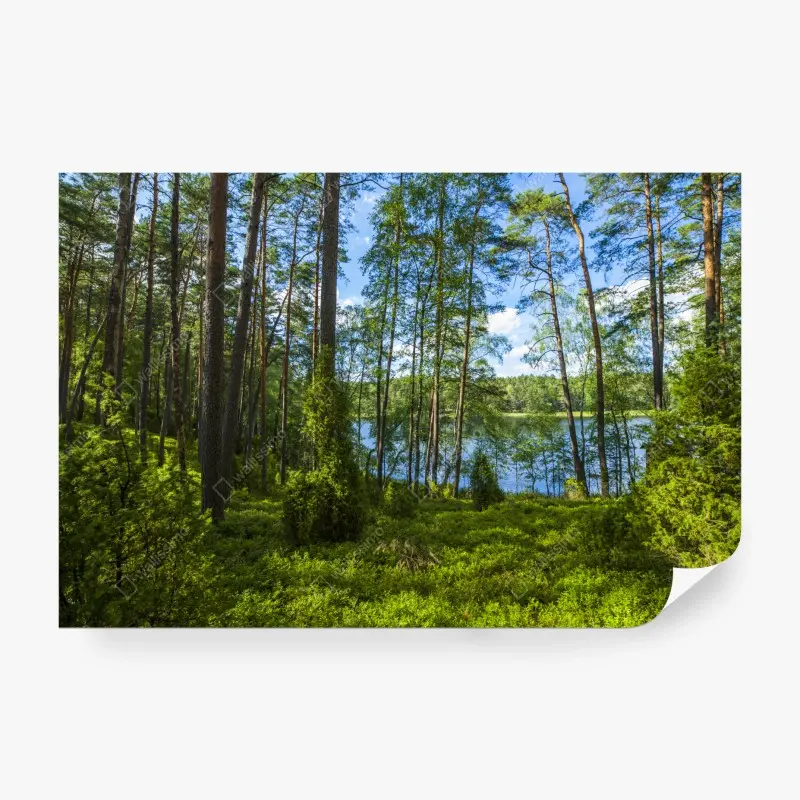 Fototapete ruhiger kiefernwald am see