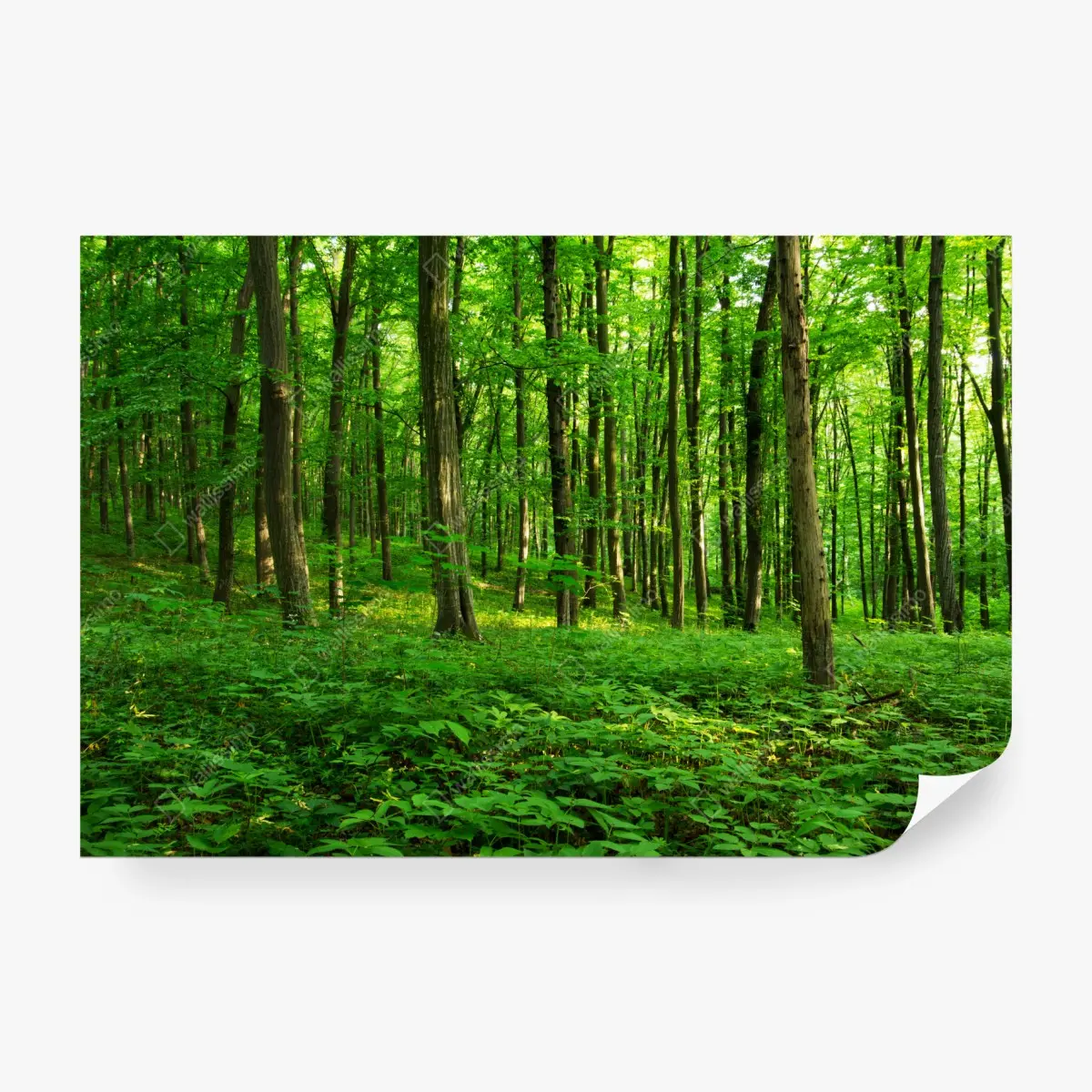 Fototapete sonniger grüner wald im frühling – Pixers®
