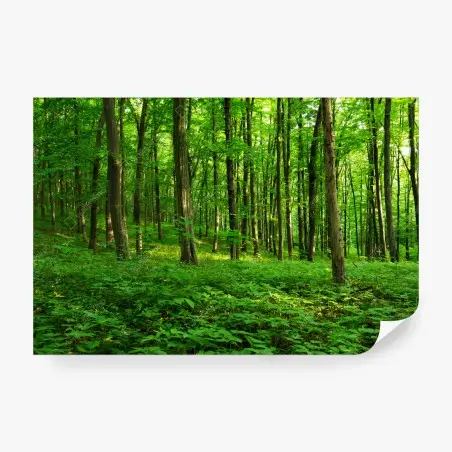 Fototapete sonniger grüner wald im frühling – Pixers®