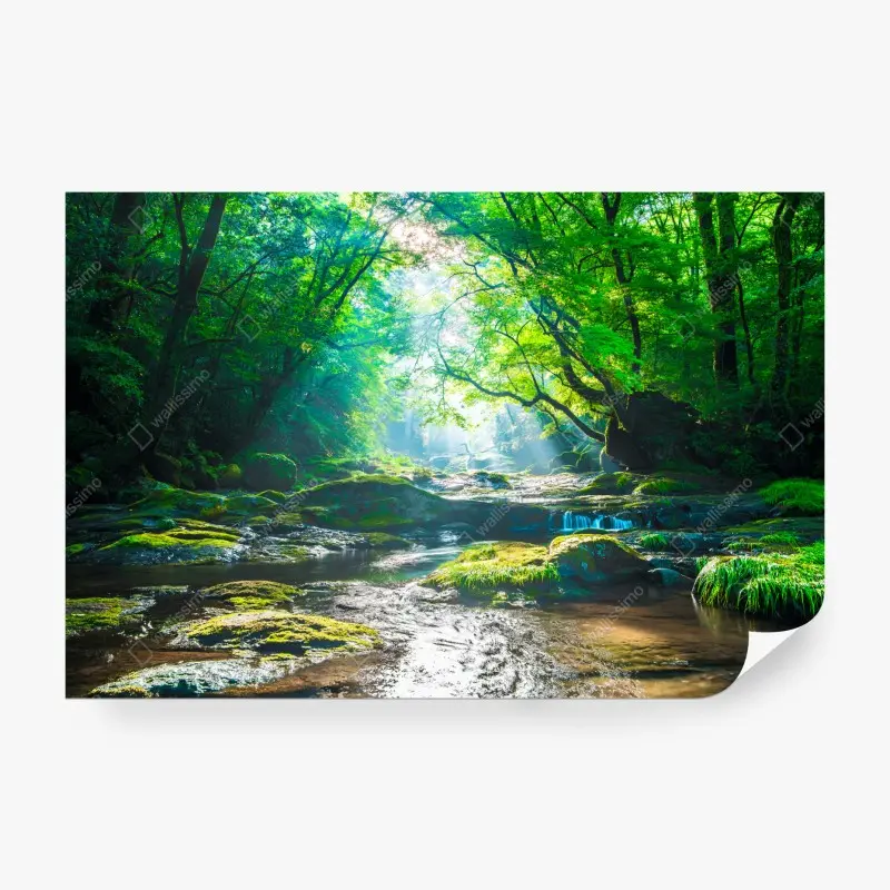 Fototapete sonnendurchfluteter waldbach mit moosbedeckten steinen