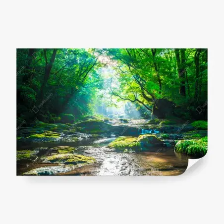 Fototapete sonnendurchfluteter waldbach mit moosbedeckten steinen – Pixers®