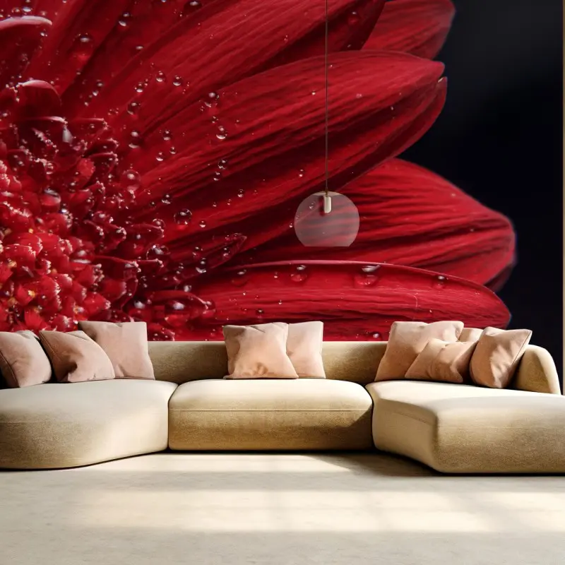 Fototapete rote gerbera makro mit wassertropfen