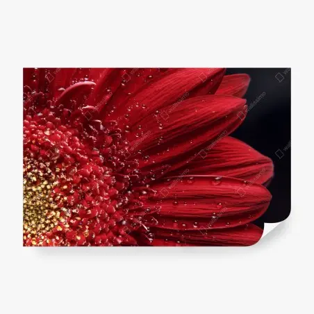 Fototapete rote gerbera makro mit wassertropfen – Pixers®