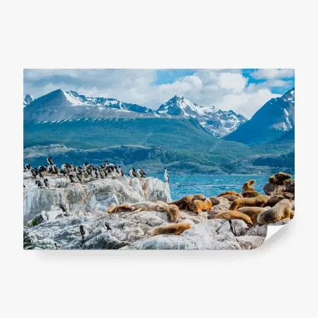 Fototapete seelöwen und seevögel an der felsküste – Pixers®