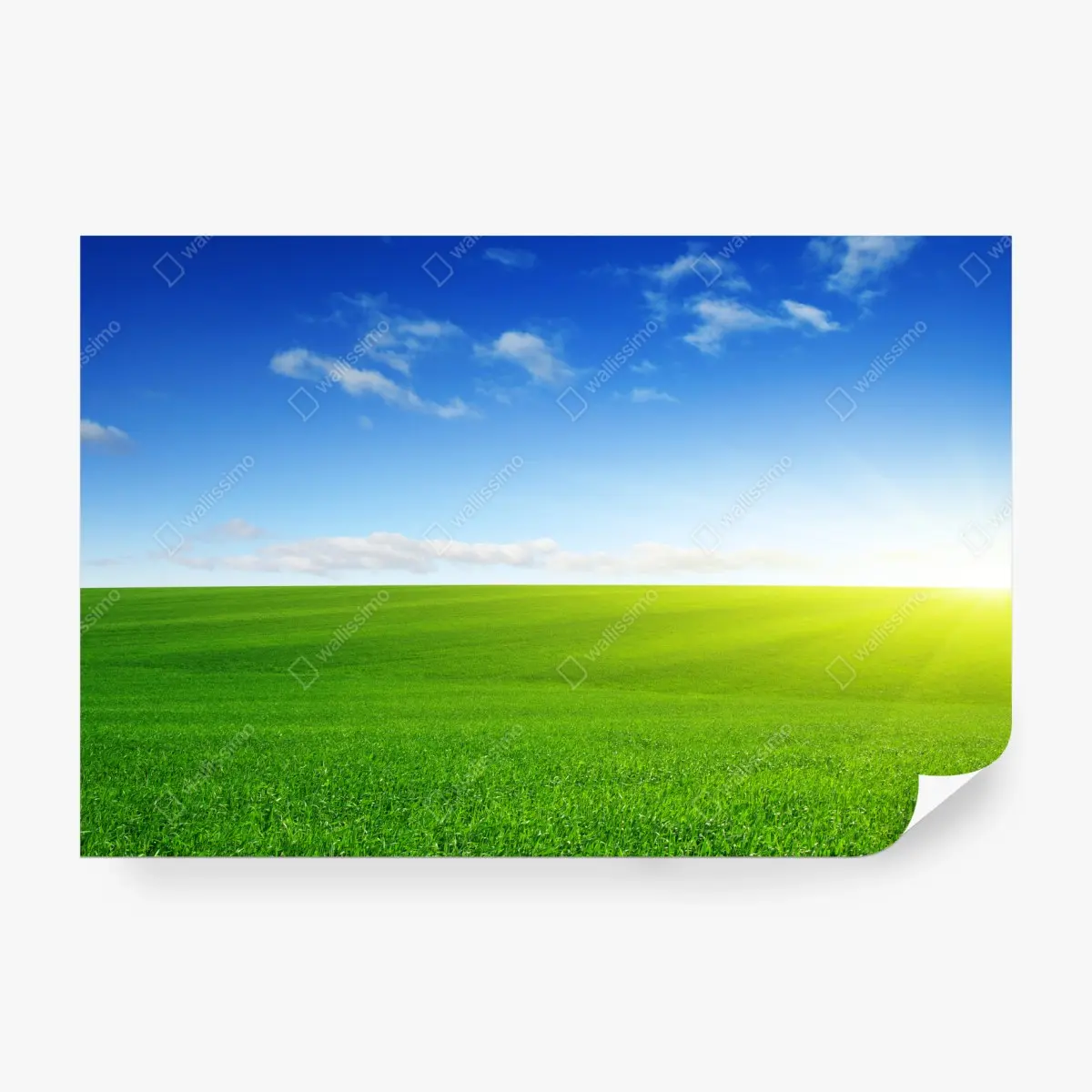 Fototapete sonnenbeschienene grüne wiese im morgenlicht – Pixers®