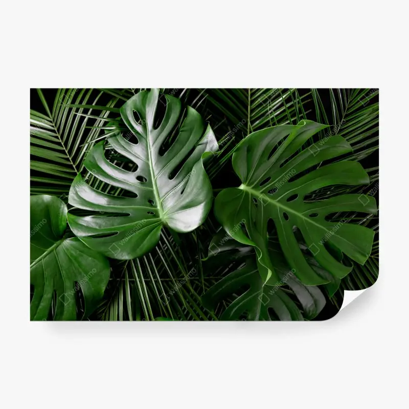 Fototapete üppige monstera-blätter