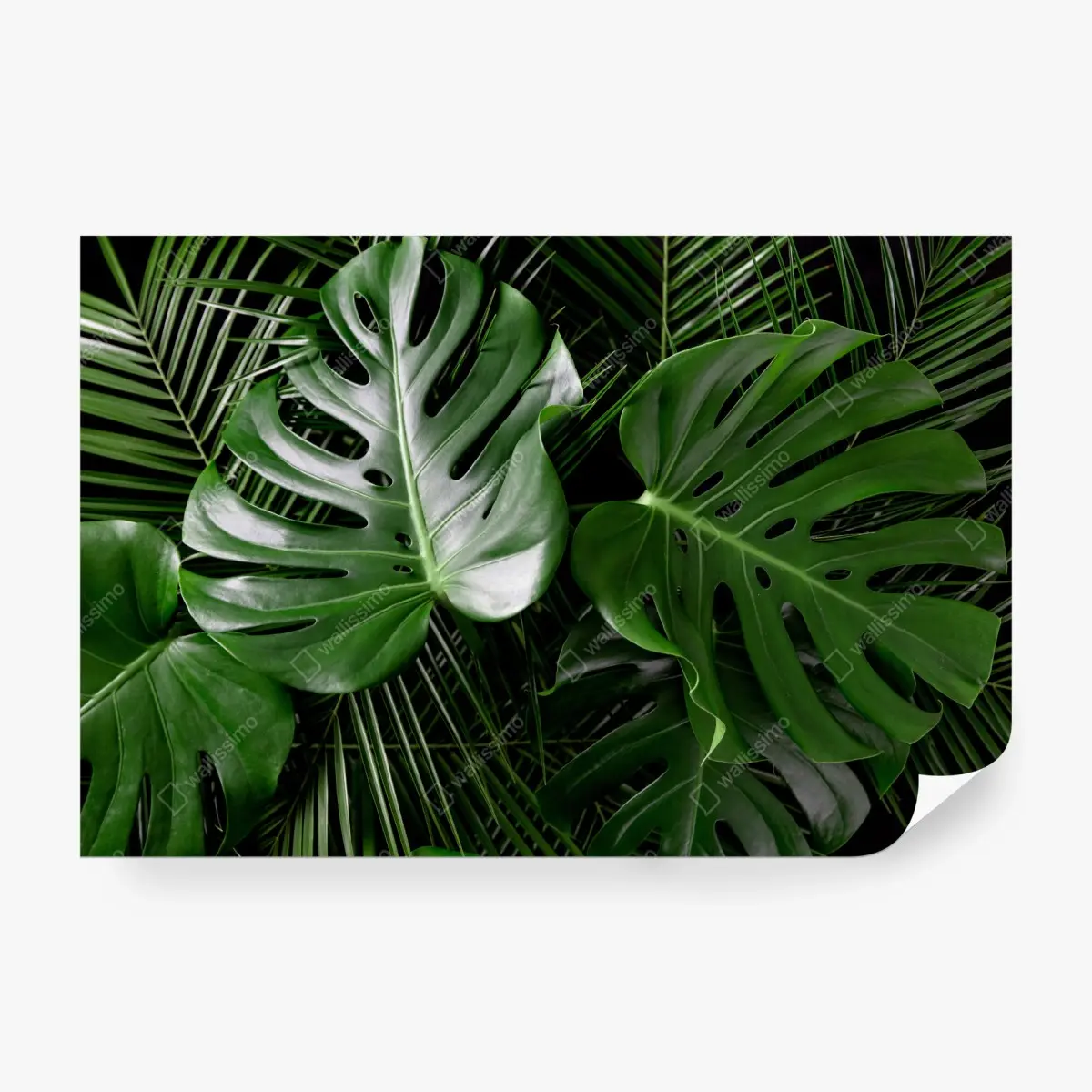 Fototapete üppige monstera-blätter – Pixers®