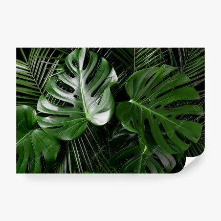 Fototapete üppige monstera-blätter – Pixers®
