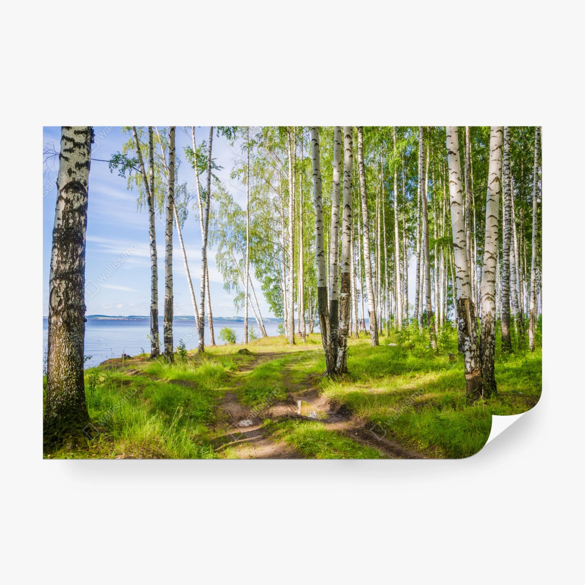 Fototapete sonnige birkenlichtung am wasser – Pixers®