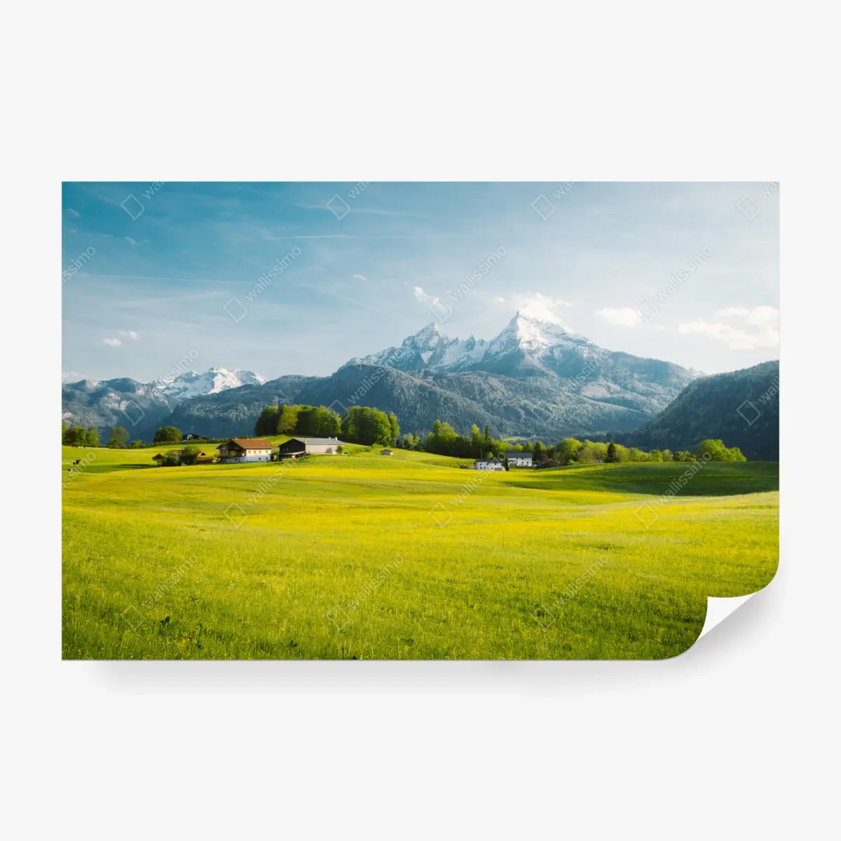 Fototapete alpwiese unter schneebedeckten gipfeln – Pixers®