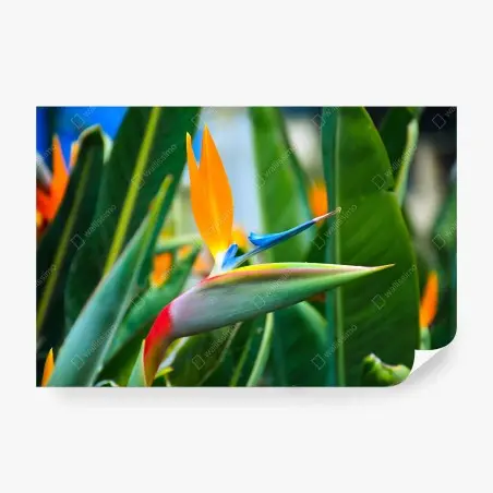Fototapete leuchtende paradiesvogelblume – Pixers®