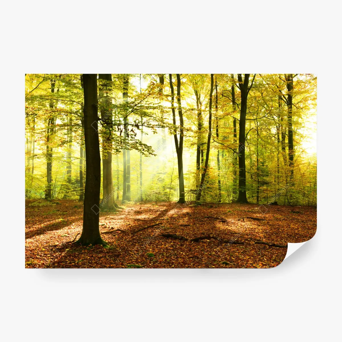Fototapete goldener herbstwald am morgen – Pixers®