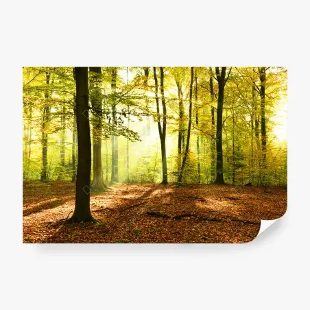 Fototapete goldener herbstwald am morgen – Pixers®