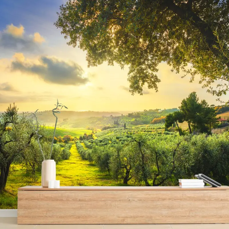 Fototapete olivenhain bei sonnenuntergang in Maremma, Toskana