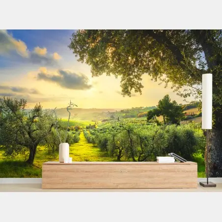 Fototapete olivenhain bei sonnenuntergang in Maremma, Toskana – Pixers®