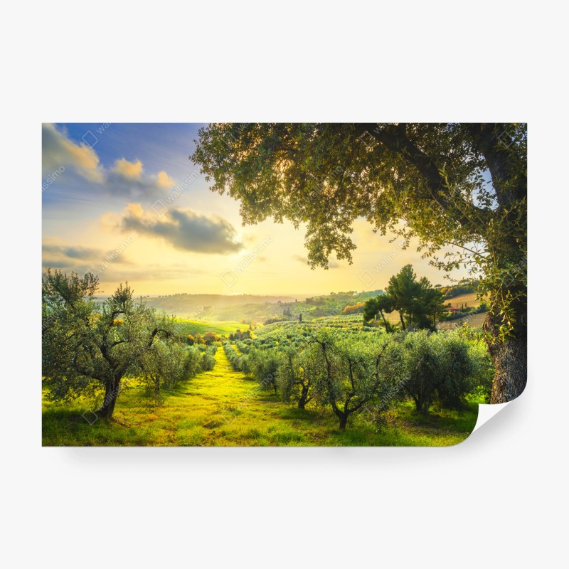Fototapete olivenhain bei sonnenuntergang in Maremma, Toskana
