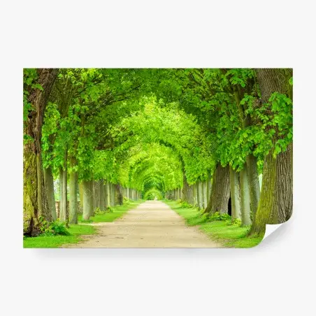 Fototapete grüner baumtunnel – Pixers®