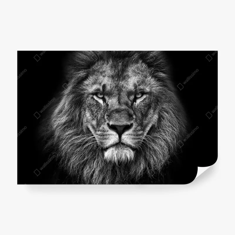 Fototapete majestätisches löwenportrait in monochrom