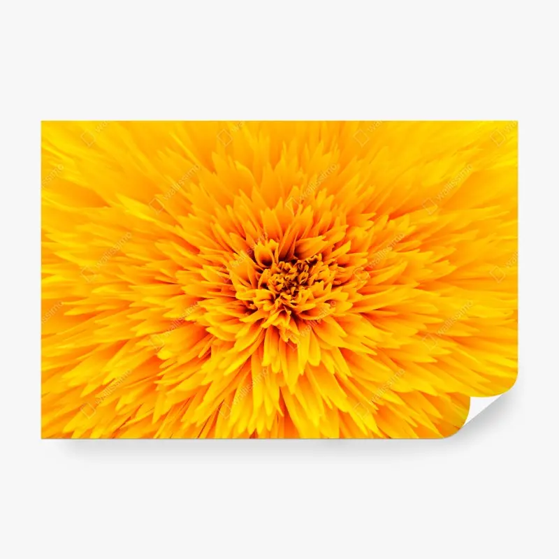 Fototapete strahlende sonnenblume nahaufnahme
