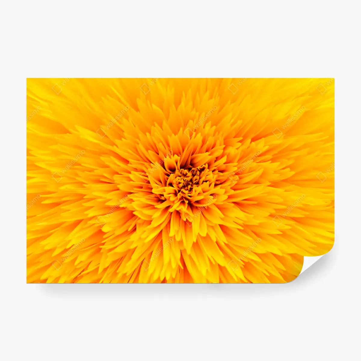 Fototapete strahlende sonnenblume nahaufnahme – Pixers®