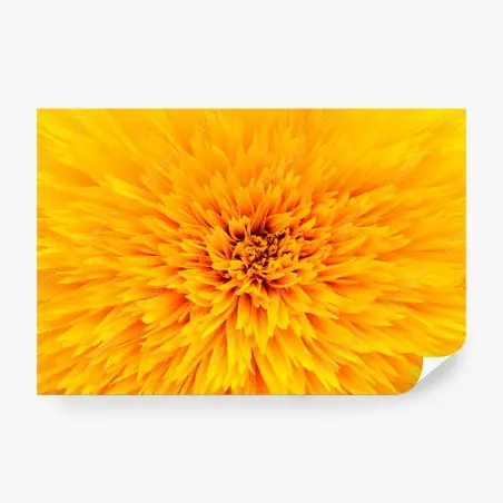 Fototapete strahlende sonnenblume nahaufnahme – Pixers®