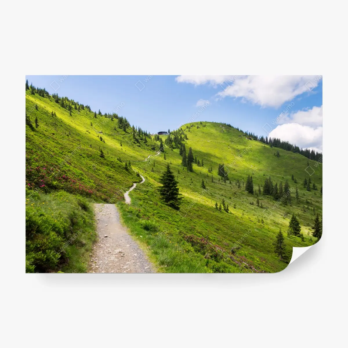 Fototapete sonniger bergpfad durch grüne wiese – Pixers®