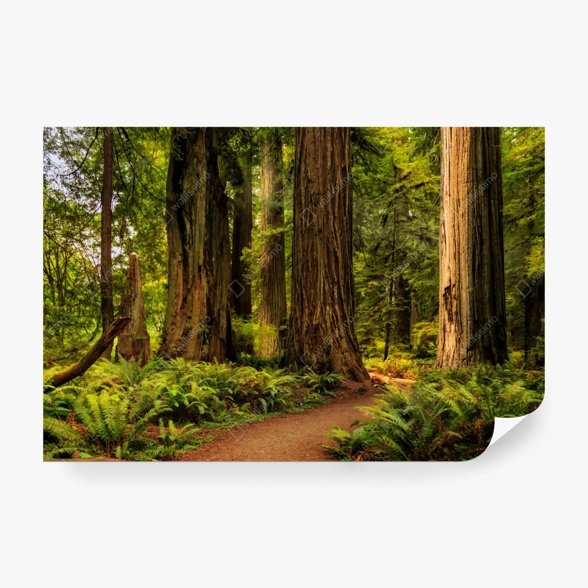 Fototapete Kalifornien mammutbäume waldweg – Pixers®