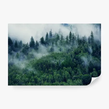 Fototapete nebliger grüner wald – Pixers®