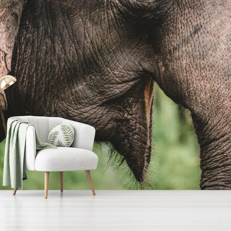 Fototapete asiatischer elefant nahaufnahme