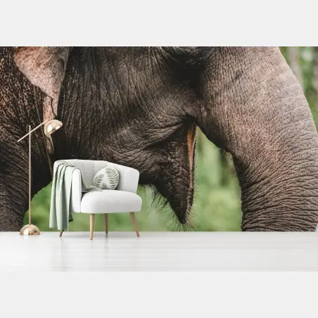 Fototapete asiatischer elefant nahaufnahme – Pixers®