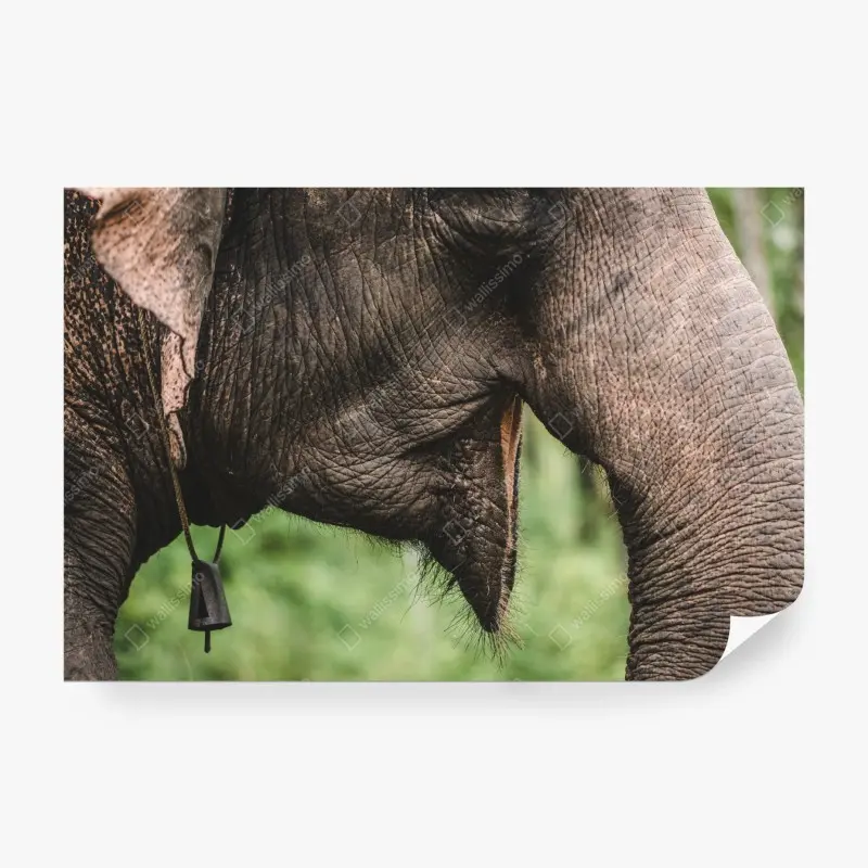 Fototapete asiatischer elefant nahaufnahme