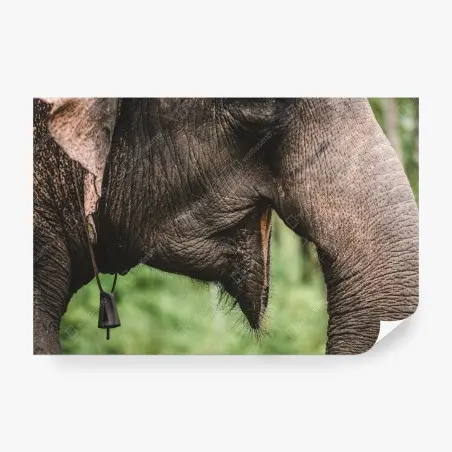 Fototapete asiatischer elefant nahaufnahme – Pixers®