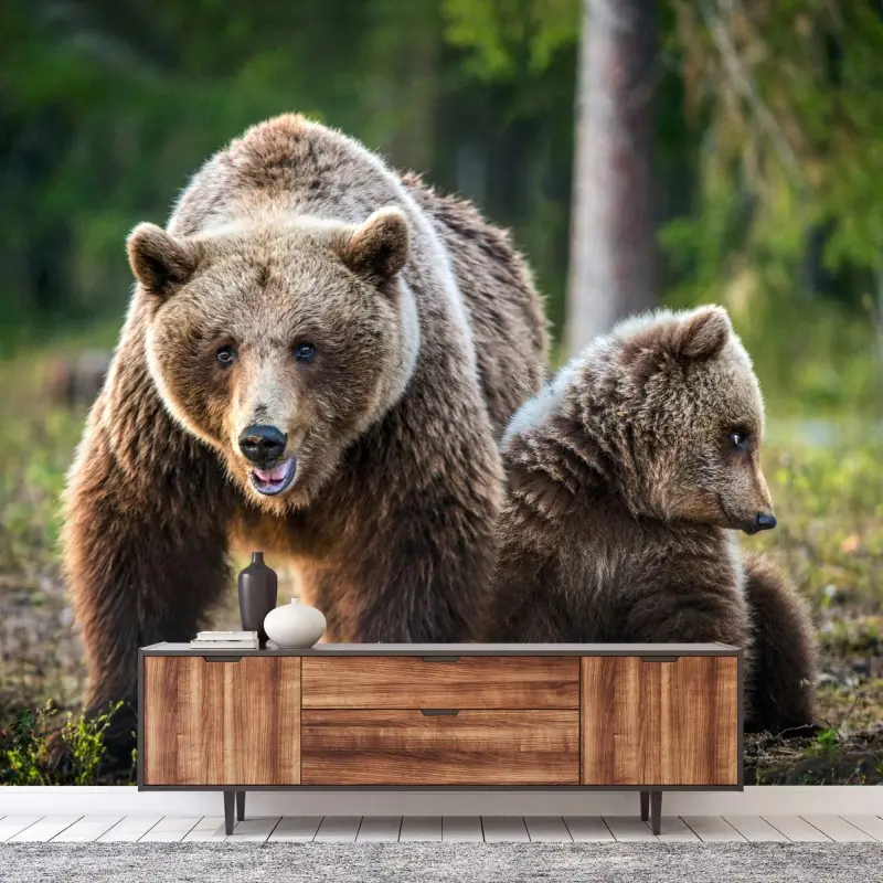 Fototapete braunbär mit jungem im wald