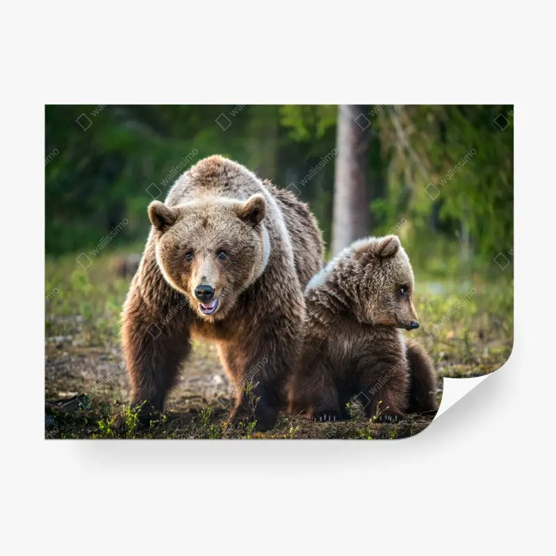 Fototapete braunbär mit jungem im wald