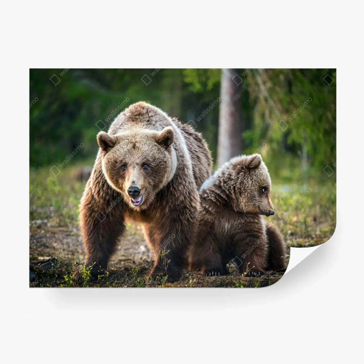 Fototapete braunbär mit jungem im wald – Pixers®
