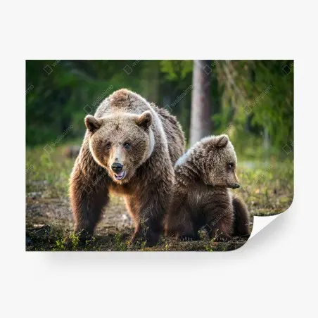 Fototapete braunbär mit jungem im wald – Pixers®