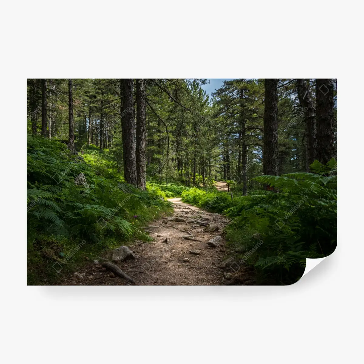 Fototapete ruhiger waldpfad durch üppiges grün – Pixers®