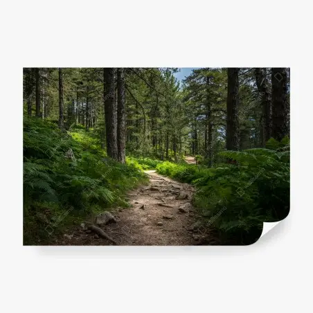 Fototapete ruhiger waldpfad durch üppiges grün – Pixers®