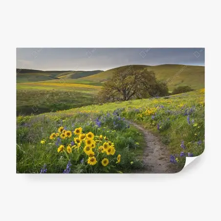 Fototapete pfad durch blumenwiese mit eichenbaum – Pixers®