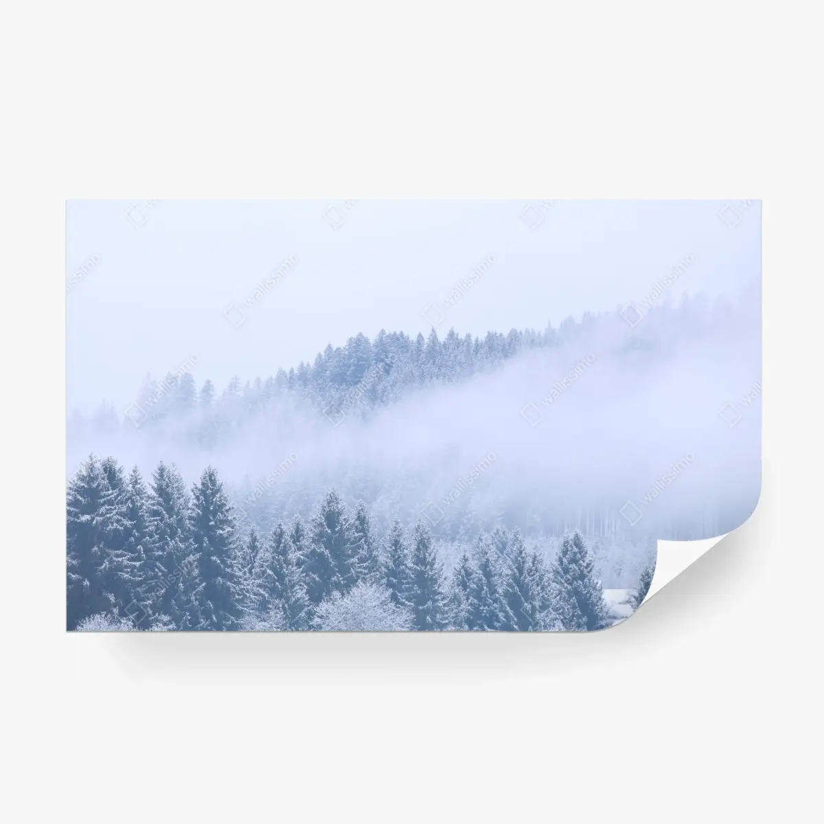 Fototapete winternebel über nadelwald – Pixers®