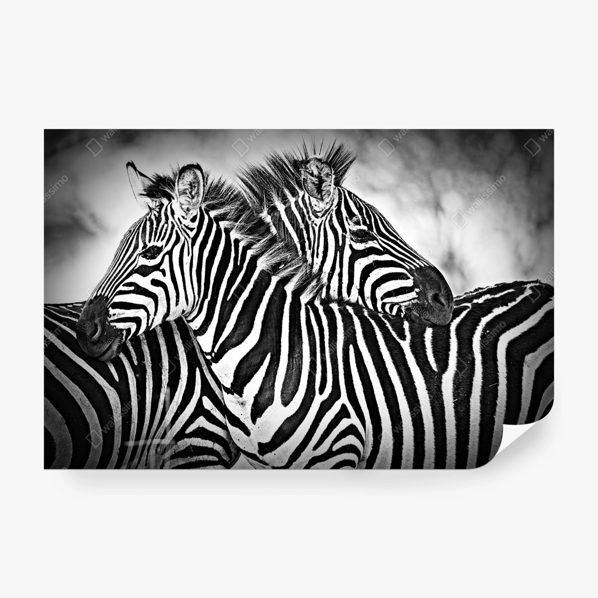 Fototapete intimes zebra-porträt in schwarzweiß – Pixers®