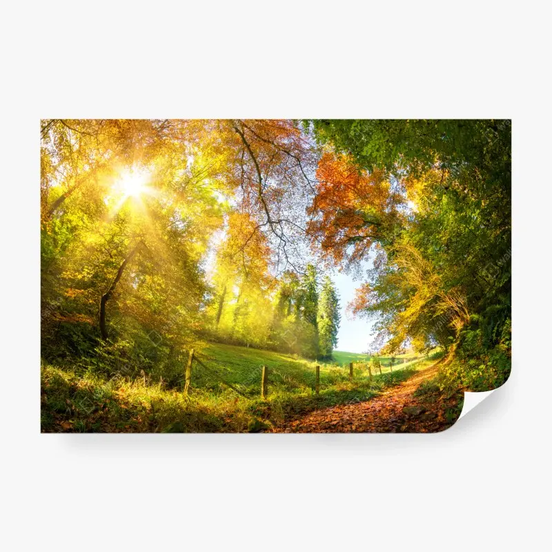 Fototapete goldener herbstwaldweg
