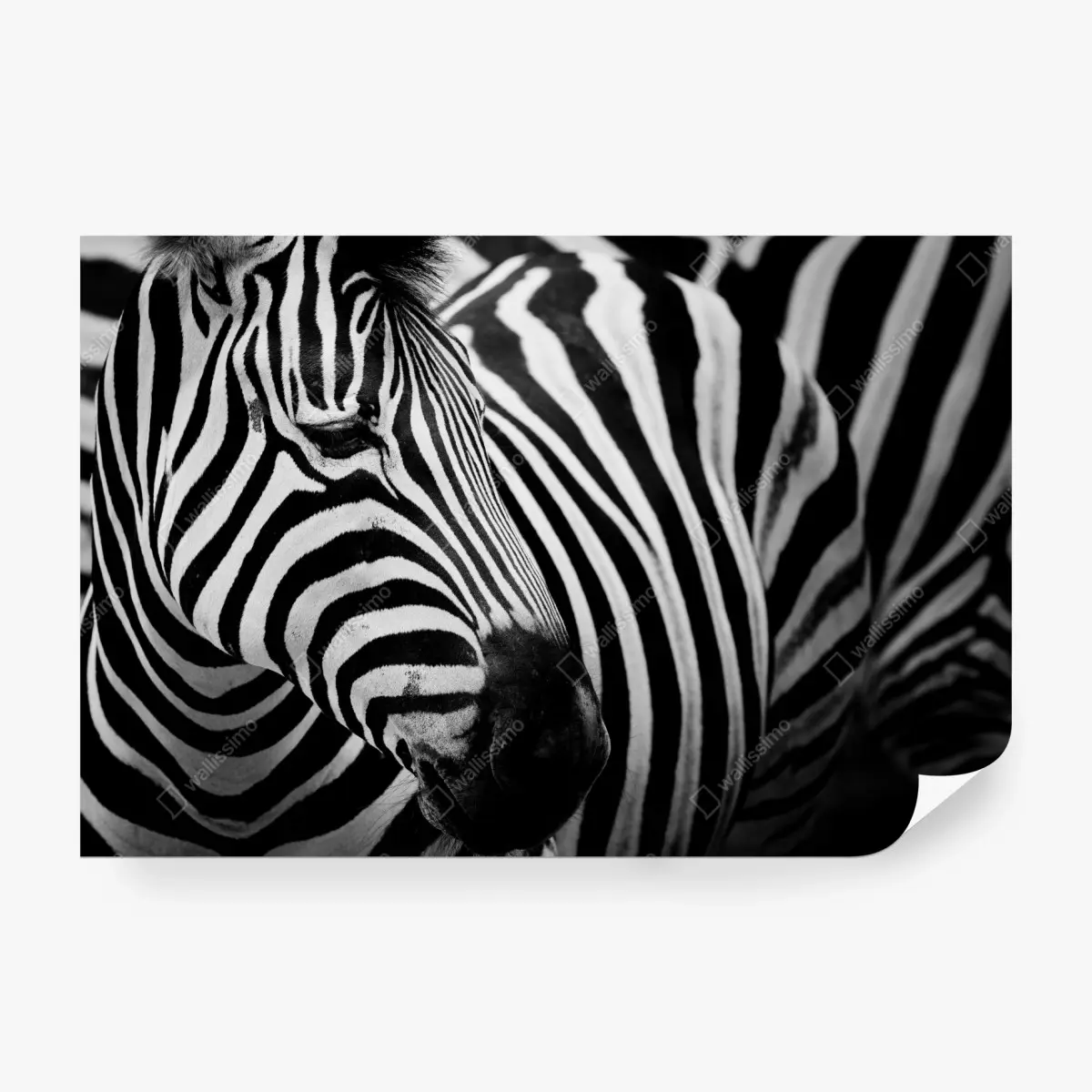 Fototapete zebra in monochromen streifen – Pixers®