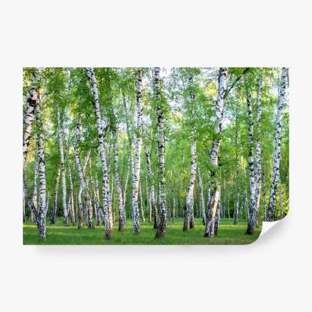 Fototapete ruhiger birkenhain im sommer – Pixers®