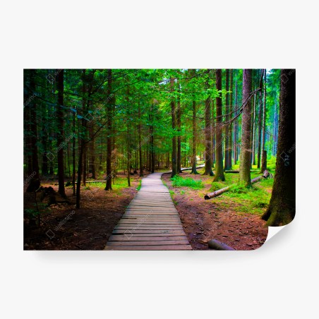 Fototapete ruhiger waldsteg im grünen – Pixers®